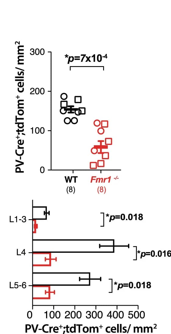Open access visualization of Bar Plot, Error Bars, Scatter Plot, PV-tdTom+INs, Fmr1KO Mice