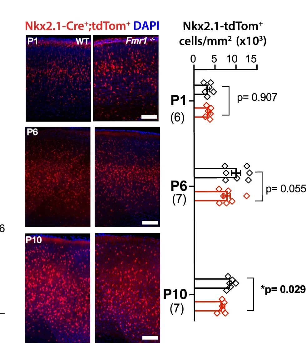 Open access visualization of Scatter Plot, Microscopy, Coronal Sections, S1, Nkx2.1-Cre;tdTom+INs