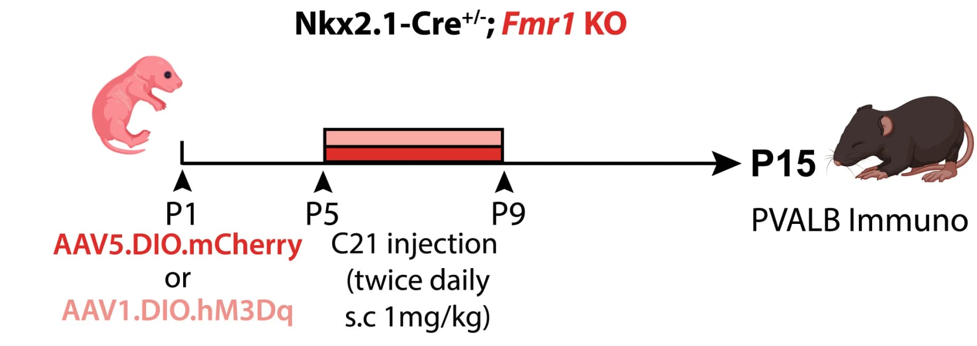 Open access visualization of Workflow, Illustration, Experimental design, Chemogenetic activation, Nkx2.1-INs