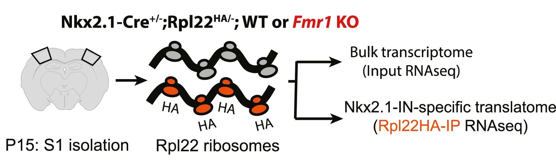 Open access visualization of Workflow, Illustration, RiboTag, RNA-seq, S1