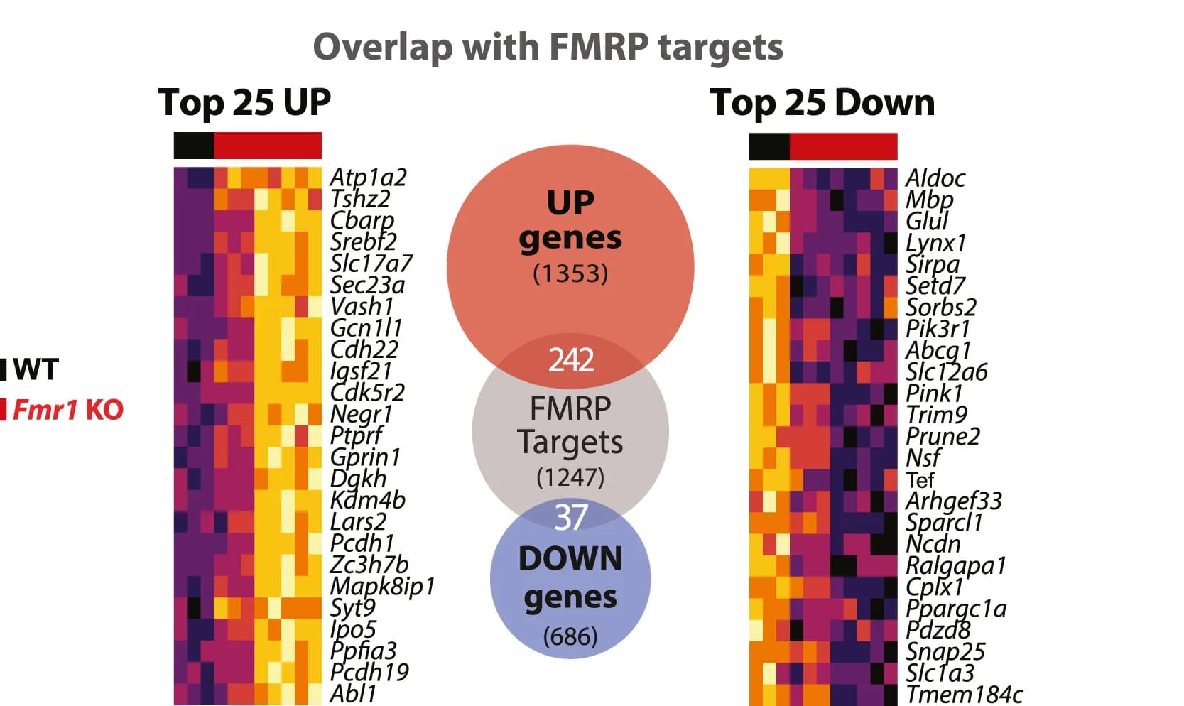 Open access visualization of Venn Diagram, Heatmap, Differentially Expressed Genes, Fmr1KO-mCherry Mice, Nkx2.1-specific Translatome