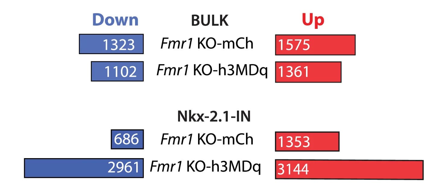 Open access visualization of Bar Plot, Downregulated Genes, Upregulated Genes, Bulk Transcriptome, Fmr1KO-hM3Dq Mice