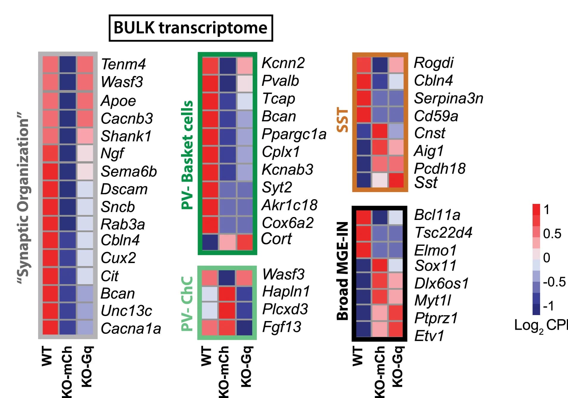 Open access visualization of Heatmap, DREADDs, Genes, Synaptic Organization, GO Term