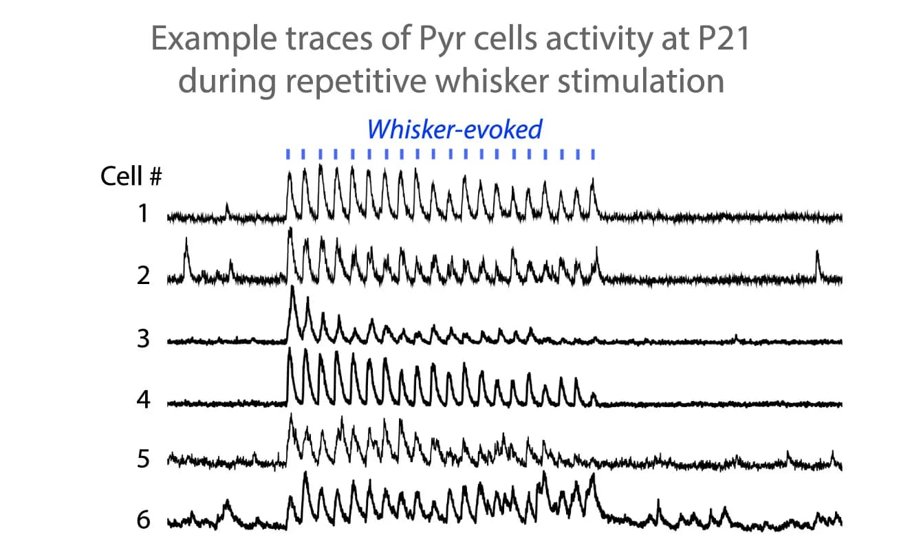 Open access visualization of Line Plot, Pyr Cell, Calcium Transients, Fmr1KO Mouse, Whisker Stimulation