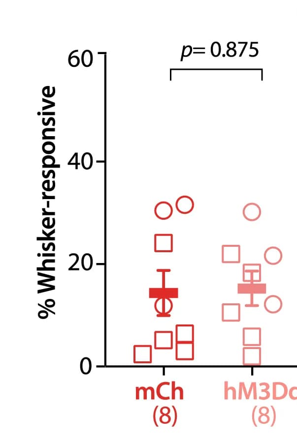 Open access visualization of Scatter Plot, Error Bars, Whisker-Responsive Pyr Cells, DREADDs, Fmr1KO Mice