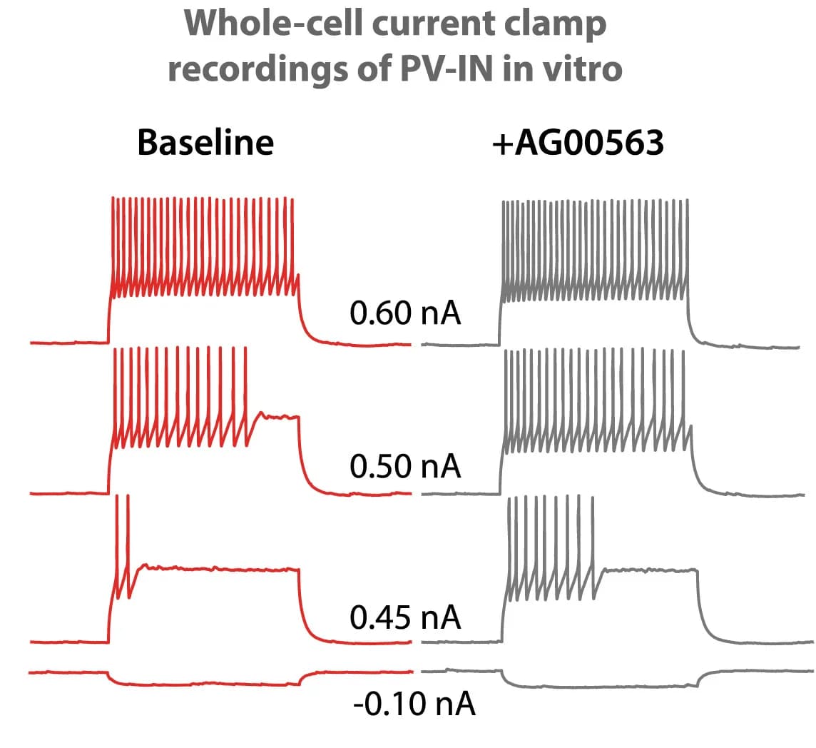 Open access visualization of Line Plot, Action Potential Trains, Current Injection, PV-Cre-tdTom+ Cell, S1