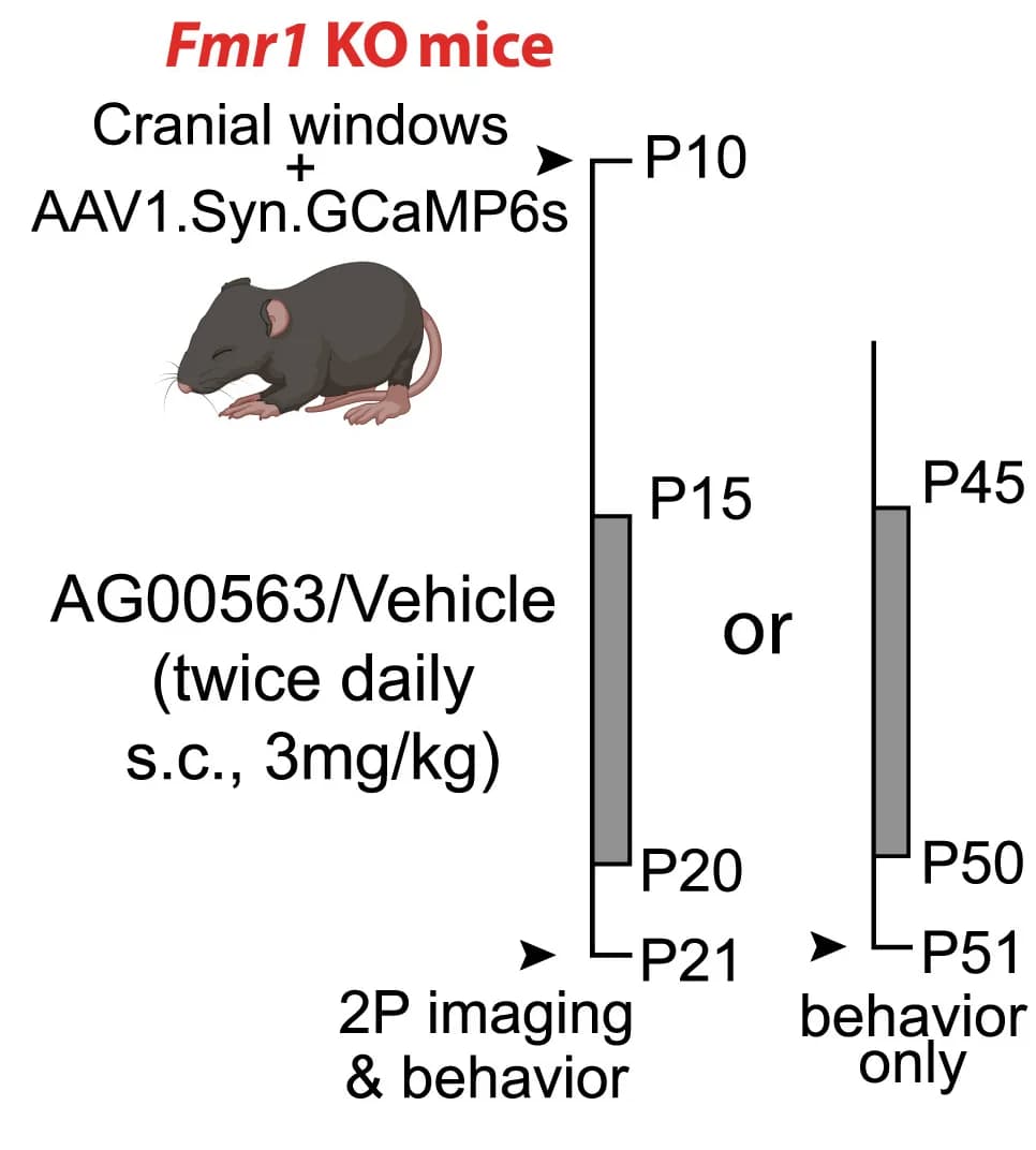 Open access visualization of Workflow, Flowchart, Experimental Design, Chronic Treatment, AG00563