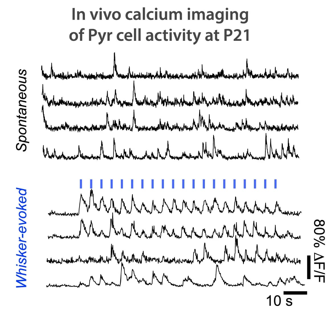 Open access visualization of Line Plot, Calcium Transients, L2/3 Pyr Cell, Fmr1KO Mouse, Whisker Stimulation