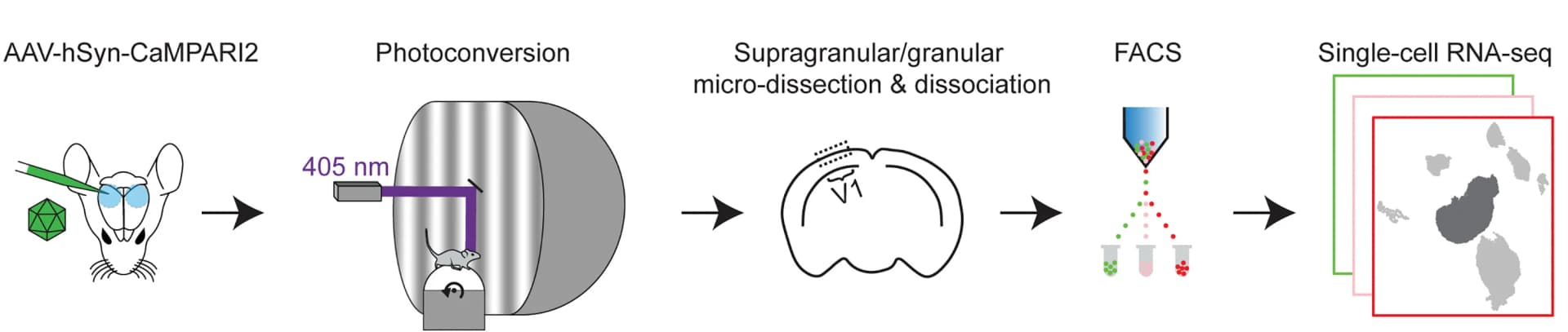Open access visualization of Workflow, Flowchart, Illustration, C57BL/6 Mice, CaMPARI2
