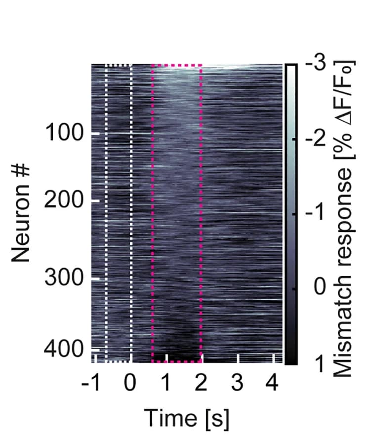 Open access visualization of Heatmap, CaMPARI2 Responses, Green Channel, Visuomotor Mismatch, Neurons