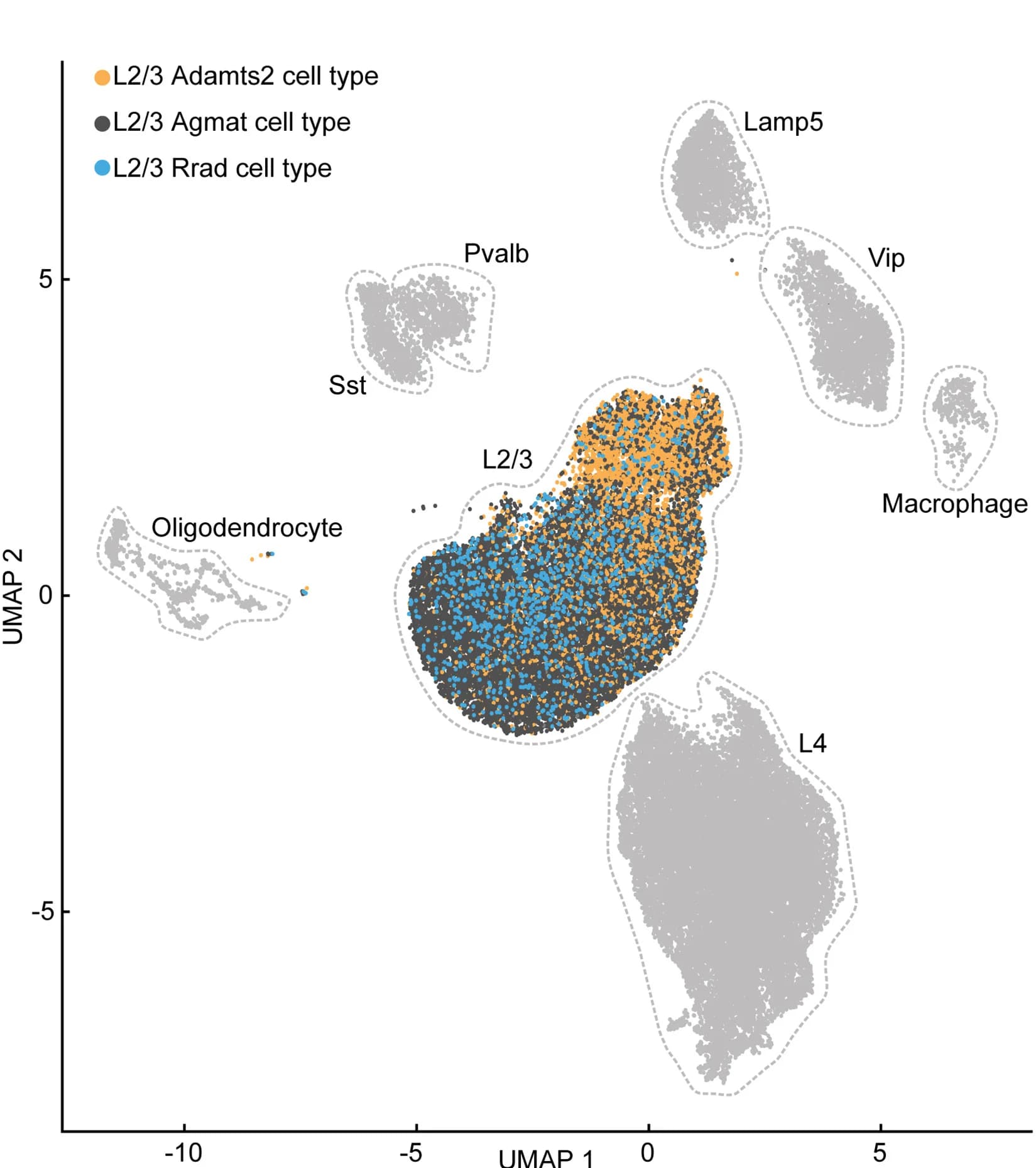 Open access visualization of Scatter Plot, UMAP, Neurons, Cortical Layers, L1