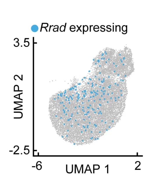 Open access visualization of Scatter Plot, UMAP, L2/3 Cluster, Rrad, Gene Expression