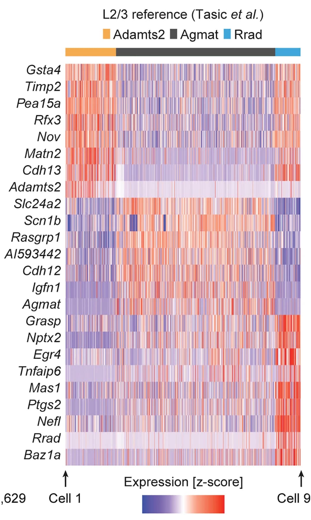 Open access visualization of Heatmap, Expression Heatmap, Excitatory Neurons, Gene Expression