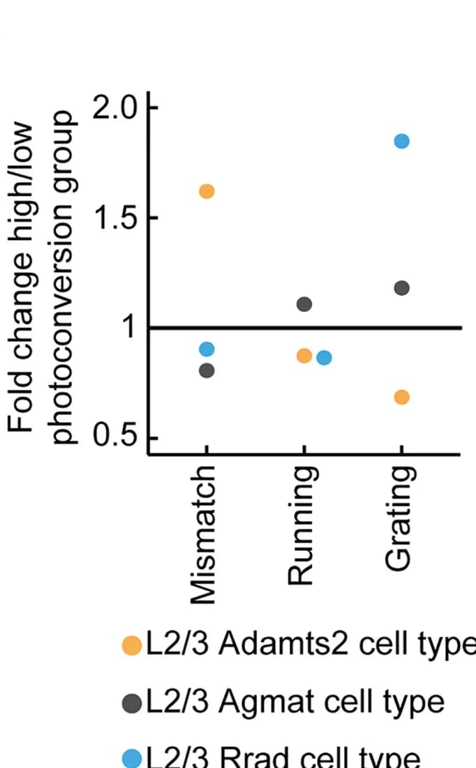 Open access visualization of Scatter Plot, L2/3 Excitatory Cell, Photoconversion, Mismatch, Running Onset