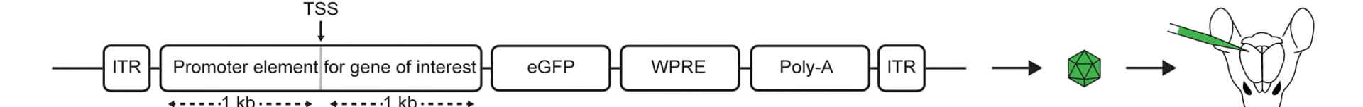 Open access visualization of Workflow, Illustration, Promoter Design, Genomic Sequence, Transcription Start Site