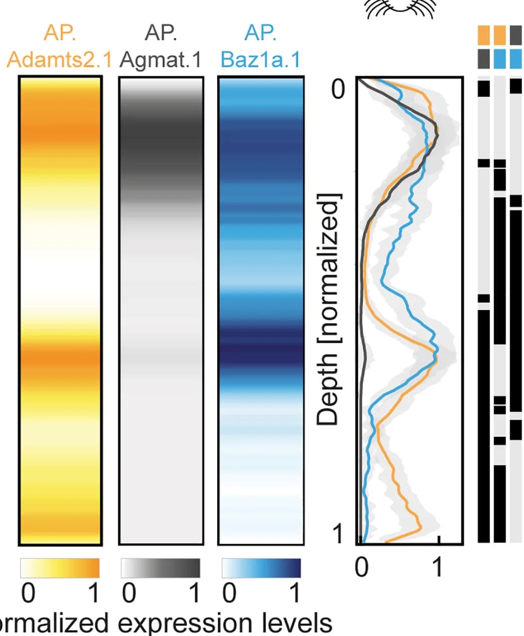 Open access visualization of Line Plot, Heatmap, Expression Profiles, Cortical Depth, Artificial Promoters