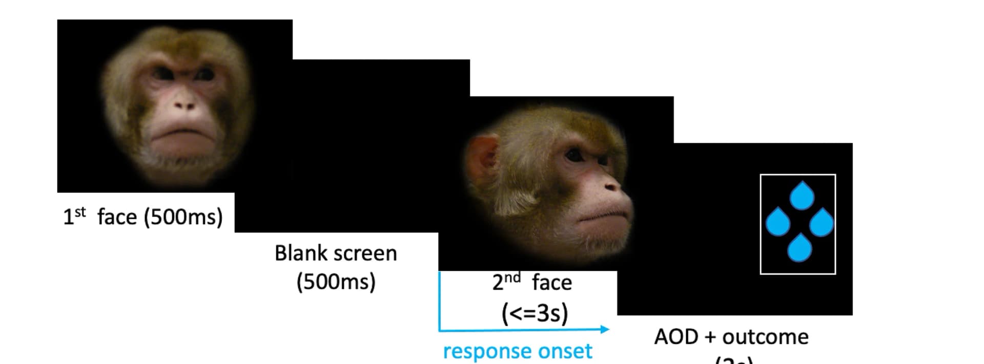 Open access visualization of Workflow, Illustration, Face Presentation, Behavioral Task, Visual Stimuli