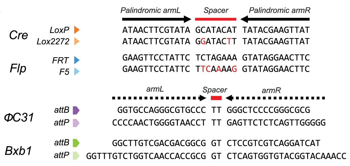 Open access visualization of Illustration, Workflow, Recombinases, cDIO Vectors, fDIO Vectors