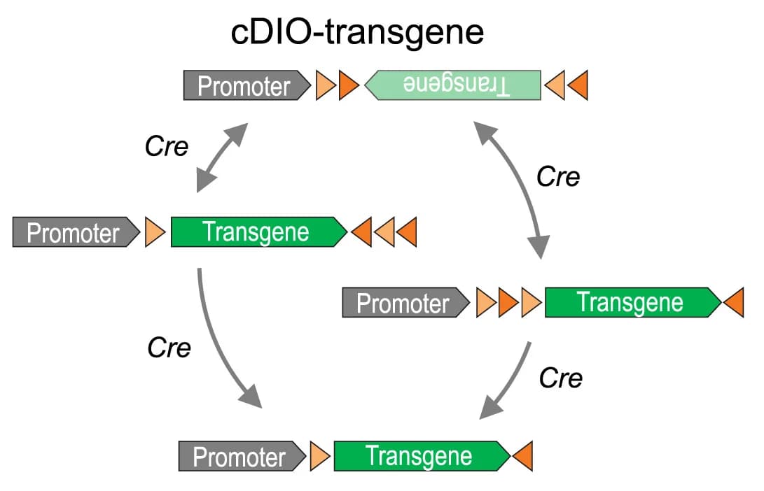 Open access visualization of Workflow, Flowchart, Illustration, cDIO, pSIO