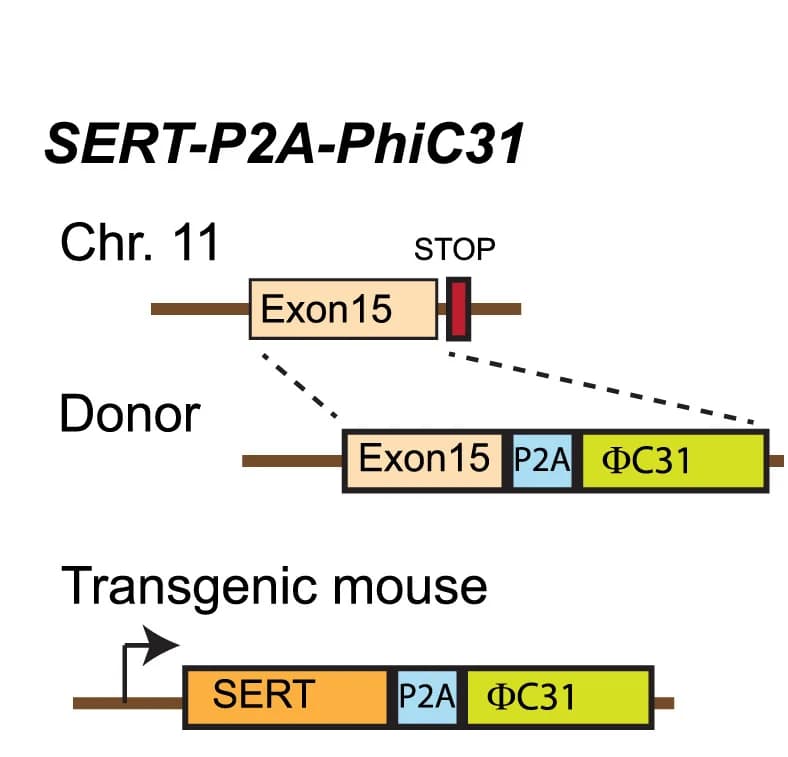 Open access visualization of Workflow, Illustration, SERT Gene, Serotonergic Neurons, Insertion Site