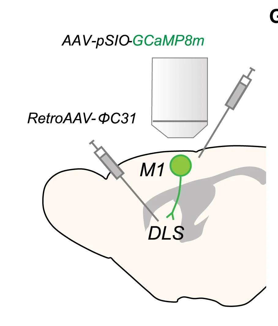 Open access visualization of Illustration, Workflow, Two-Photon Imaging, Primary Motor Cortex, Neurons