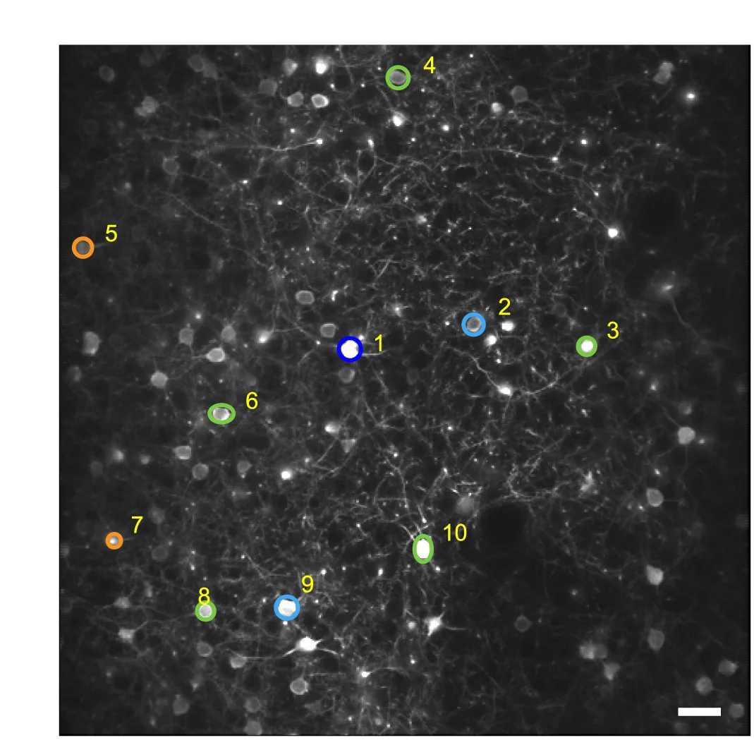 Open access visualization of Microscopy, Two-Photon Imaging, M1 Neurons, GCaMP8m