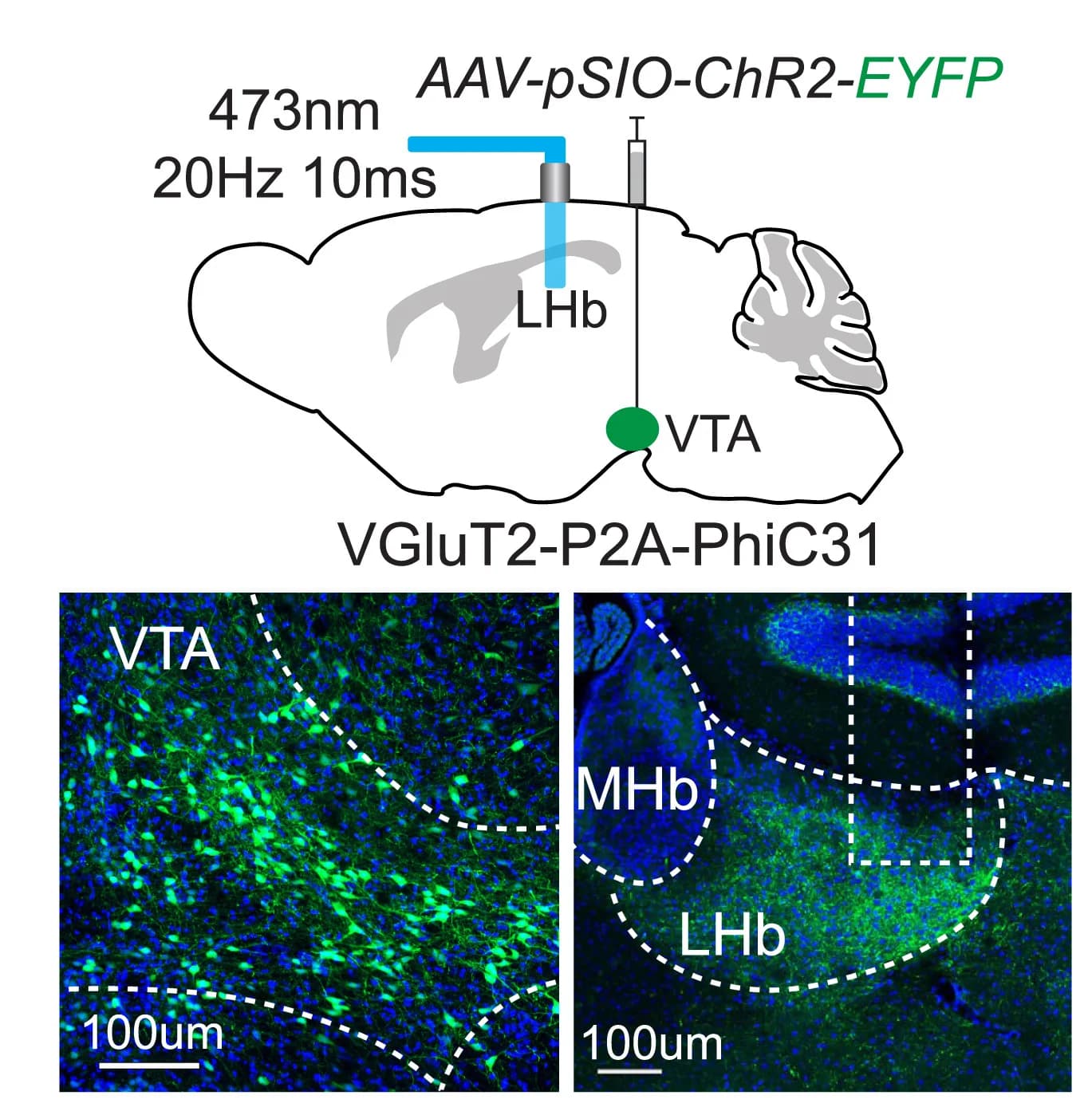 Open access visualization of Microscopy, Illustration, AAV-pSIO-ChR2-EYFP, VTA, VGluT2-P2A-PhiC31