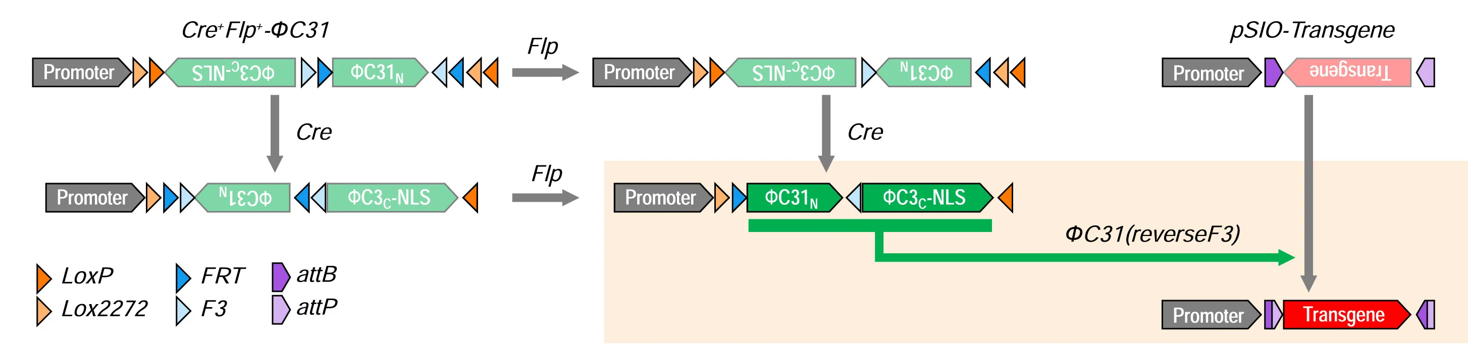 Open access visualization of Workflow, Flowchart, Illustration, Cre Recombinase, Flp Recombinase
