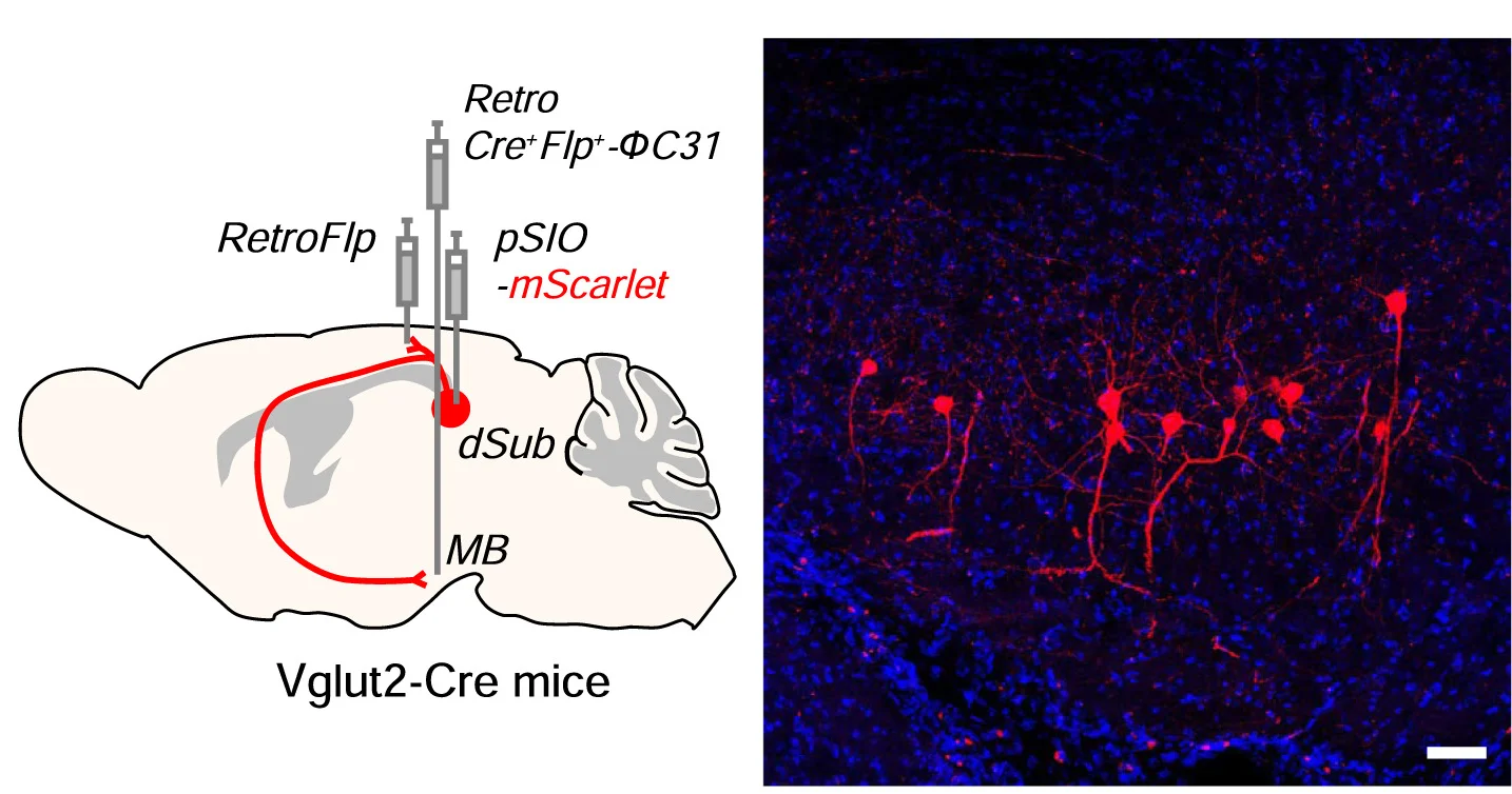 Open access visualization of Workflow, Microscopy, Cre Recombinase, Flp Recombinase, Transgene Expression