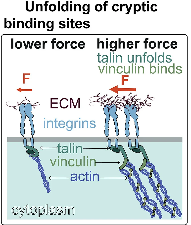 Open access visualization of Illustration, Talin, Vinculin, Actin, Integrins