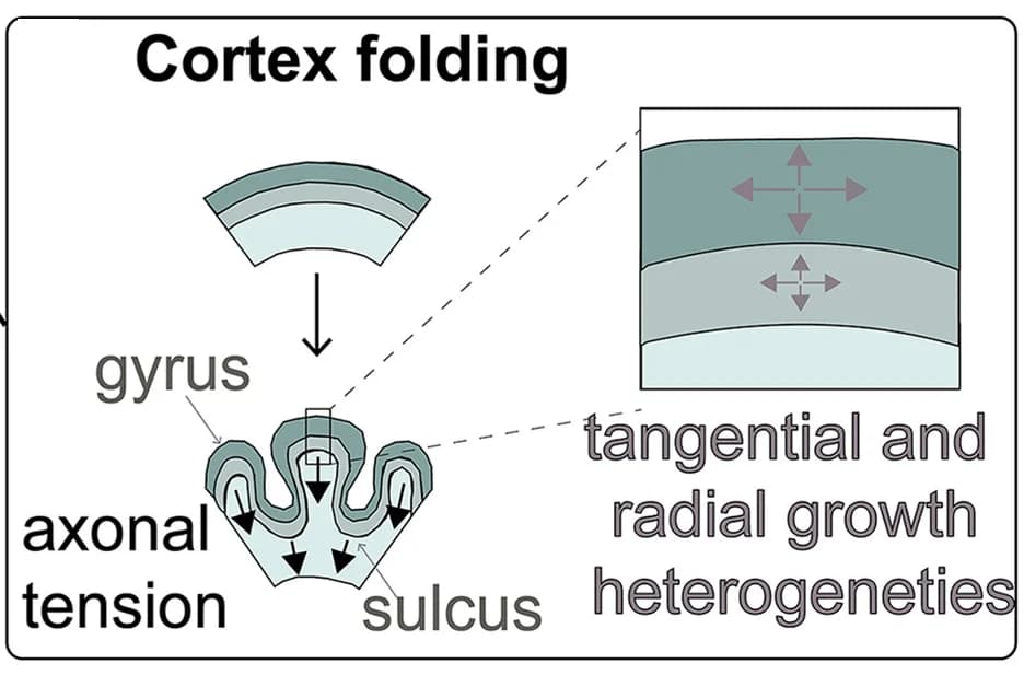 Open access visualization of Illustration, Workflow, Mechanical Forces, Brain Cortex, Cell Proliferation