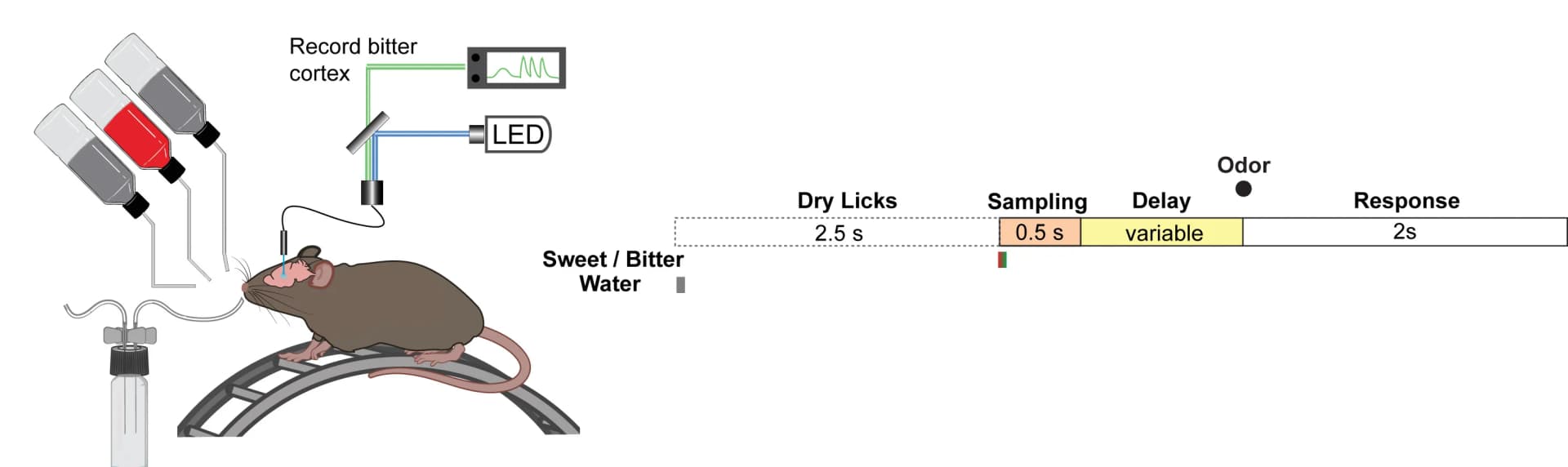 Open access visualization of Illustration, Workflow, Photometry, Taste Memory Assay, Mice