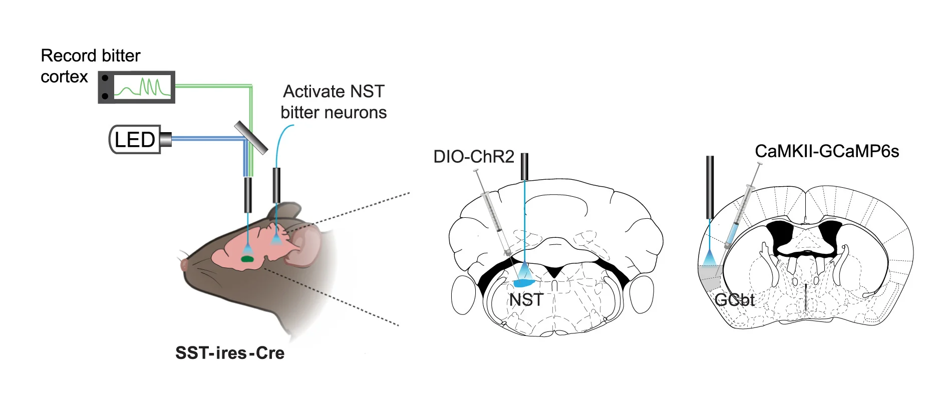 Open access visualization of Workflow, Illustration, Photometry Recordings, Optogenetic Stimulation, Bitter Neurons