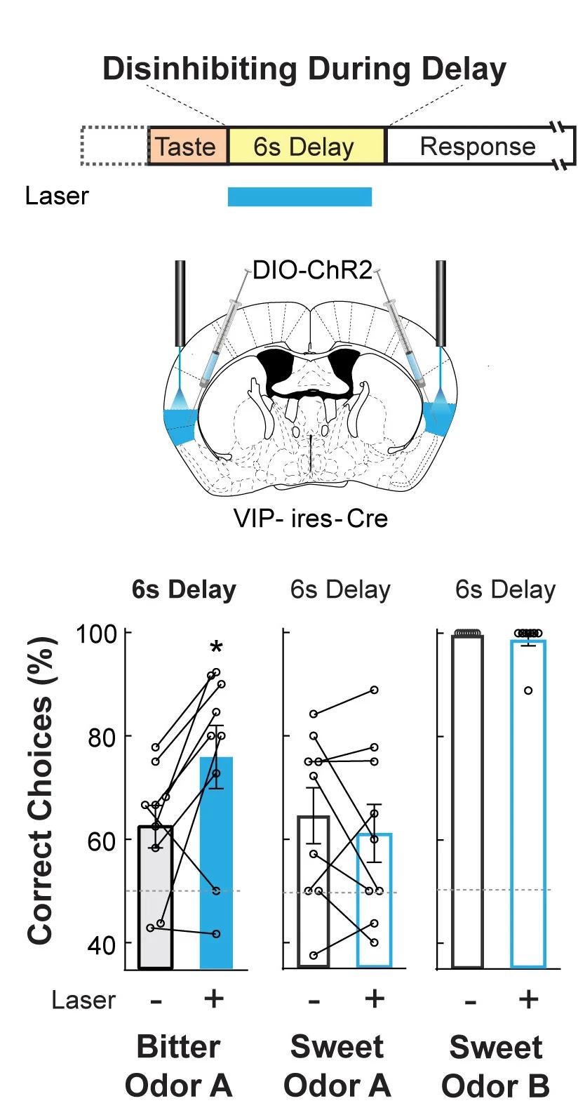 Open access visualization of Bar Plot, Line Plot, Error Bars, GCbt Neurons, Short-Term Memory