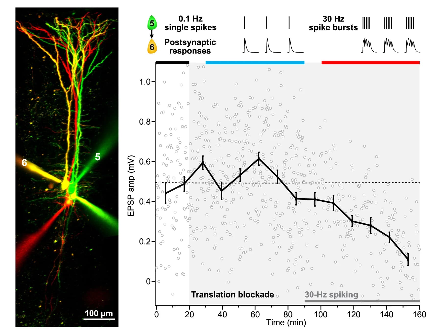 Open access visualization of Microscopy, Line Plot, Error Bars, Scatter Plot, PC 5