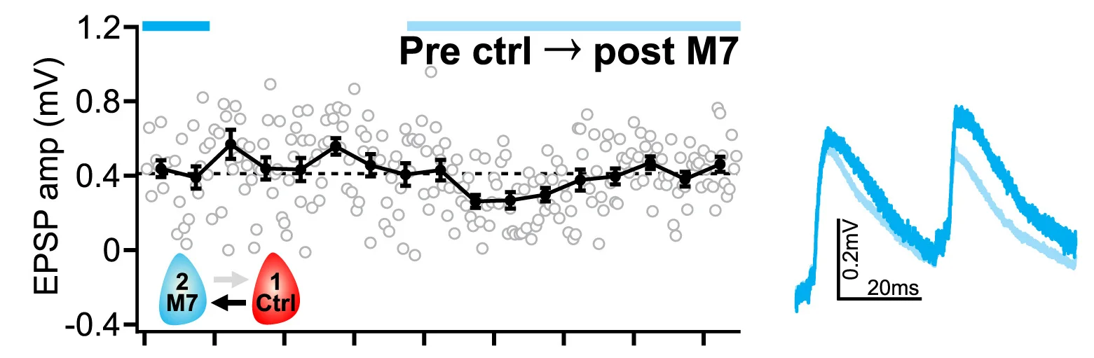 Open access visualization of Scatter Plot, Line Plot, Error Bars, Postsynaptic M7, EPSPs