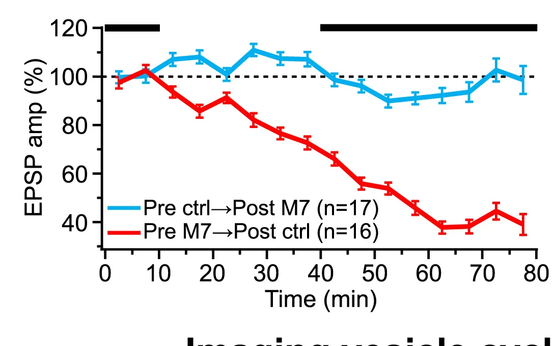 Open access visualization of Line Plot, Error Bars, EPSP Amplitude, Presynaptic M7, Postsynaptic M7