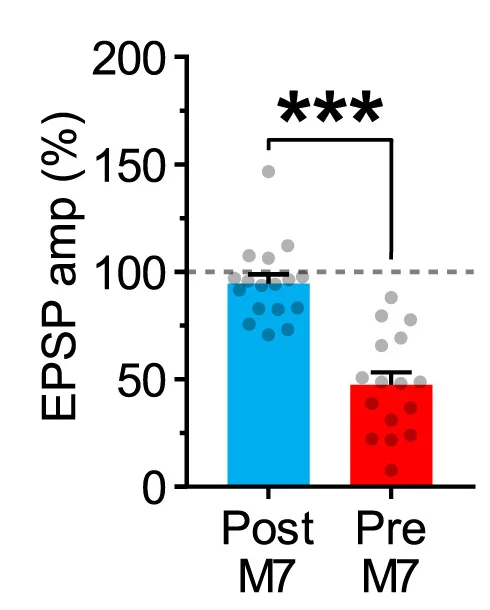 Open access visualization of Bar Plot, Error Bars, Scatter Plot, EPSP Amplitude, Presynaptic M7