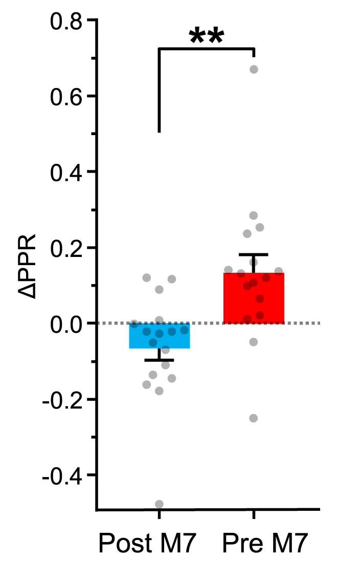 Open access visualization of Bar Plot, Error Bars, Scatter Plot, Presynaptic M7, Postsynaptic M7