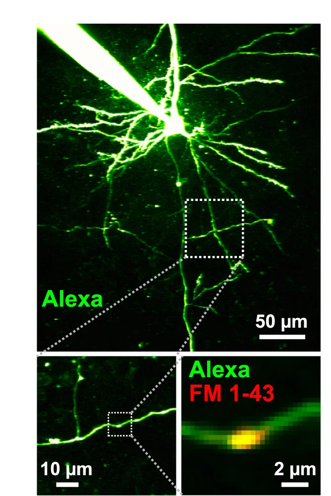 Open access visualization of Microscopy, L5 PC, Alexa 488, FM 1-43, Morphology