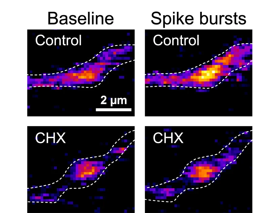 Open access visualization of Microscopy, FAM-Puro Signal, Bouton, Burst Spiking, Translation Block
