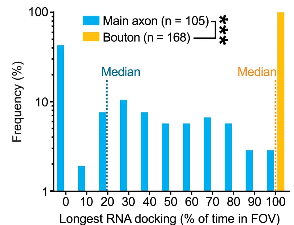 Open access visualization of Bar Plot, RNA, Axon