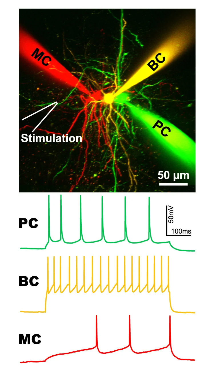 Open access visualization of Microscopy, Line Plot, Whole-Cell Recording, Excitatory PC, Inhibitory BC