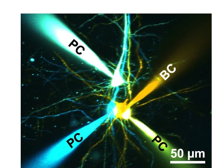 Open access visualization of Microscopy, Quadruple Whole-Cell Recording, Excitatory PC, Inhibitory BC