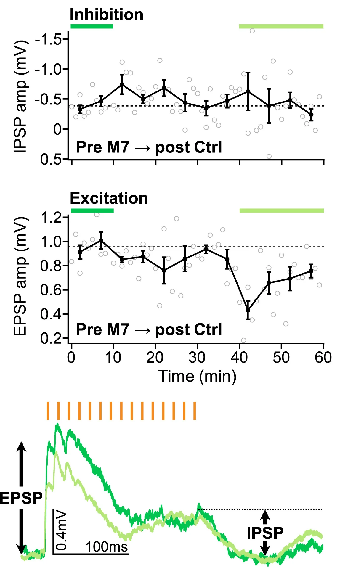 Open access visualization of Line Plot, Error Bars, Monosynaptic Excitation, Disynaptic Inhibition, Inhibitory Postsynaptic Potentials