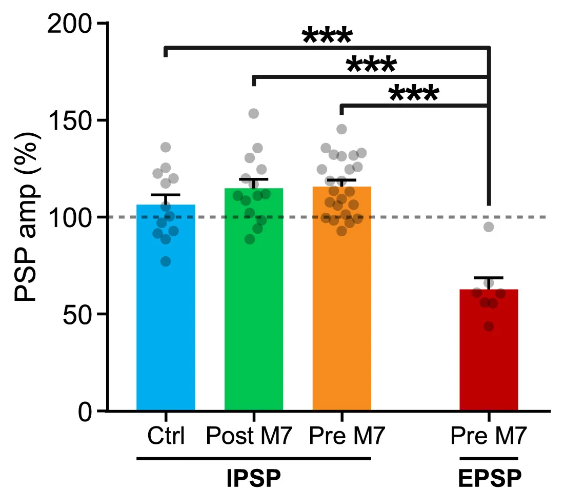 Open access visualization of Bar Plot, Error Bars, Scatter Plot, PC Excitation, Disynaptic Inhibition