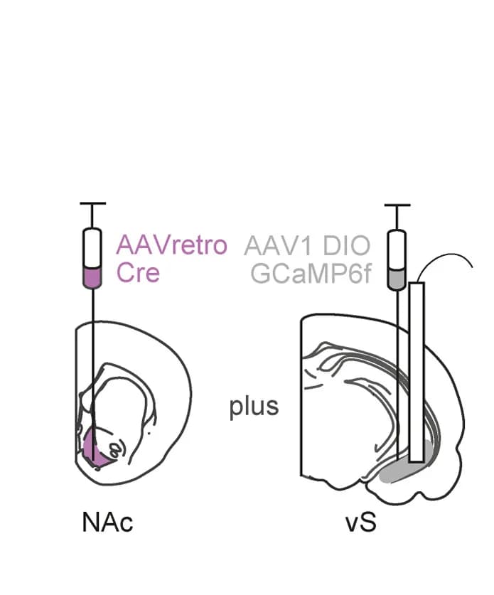 Open access visualization of Illustration, Injections, vS-NAc Neurons, Photometry