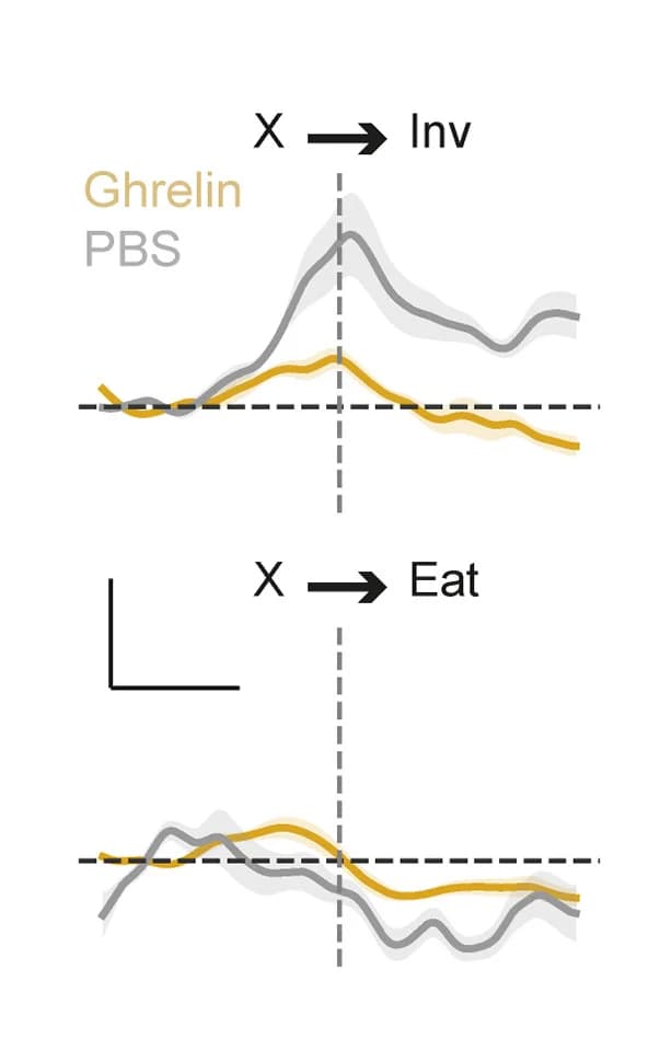 Open access visualization of Line Plot, Error Bars, vS-NAc Neurons, Mice, PBS