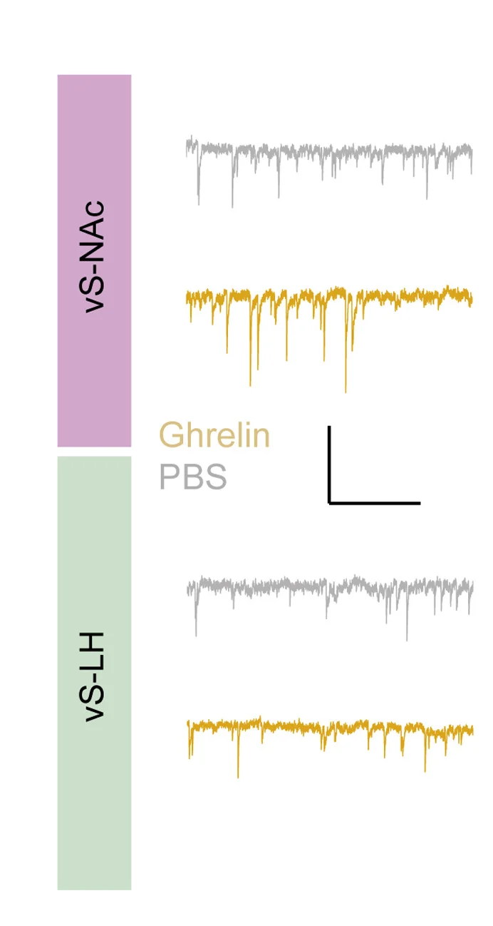 Open access visualization of Line Plot, mIPSCs, vS-NAc Neurons, vS-LH Neurons, PBS