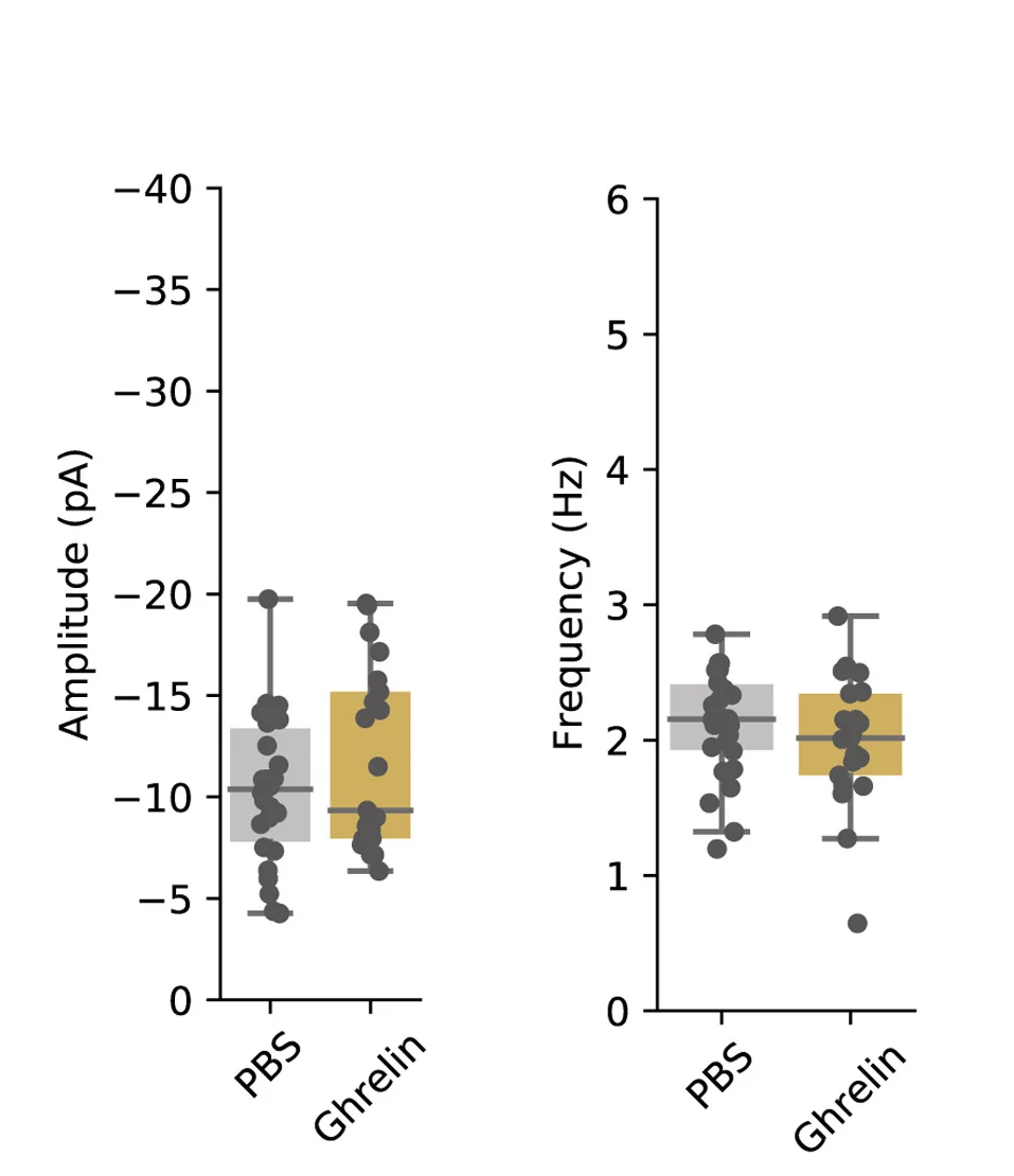 Open access visualization of Box Plot, Scatter Plot, vS-LH Neurons, PBS Group, Ghrelin Group